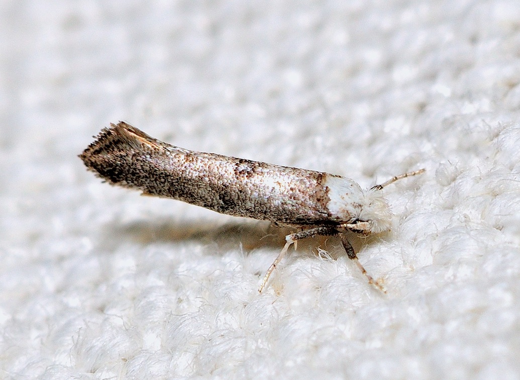 Nuovi Microlepidotteri - Paraswam****mia albicapitella